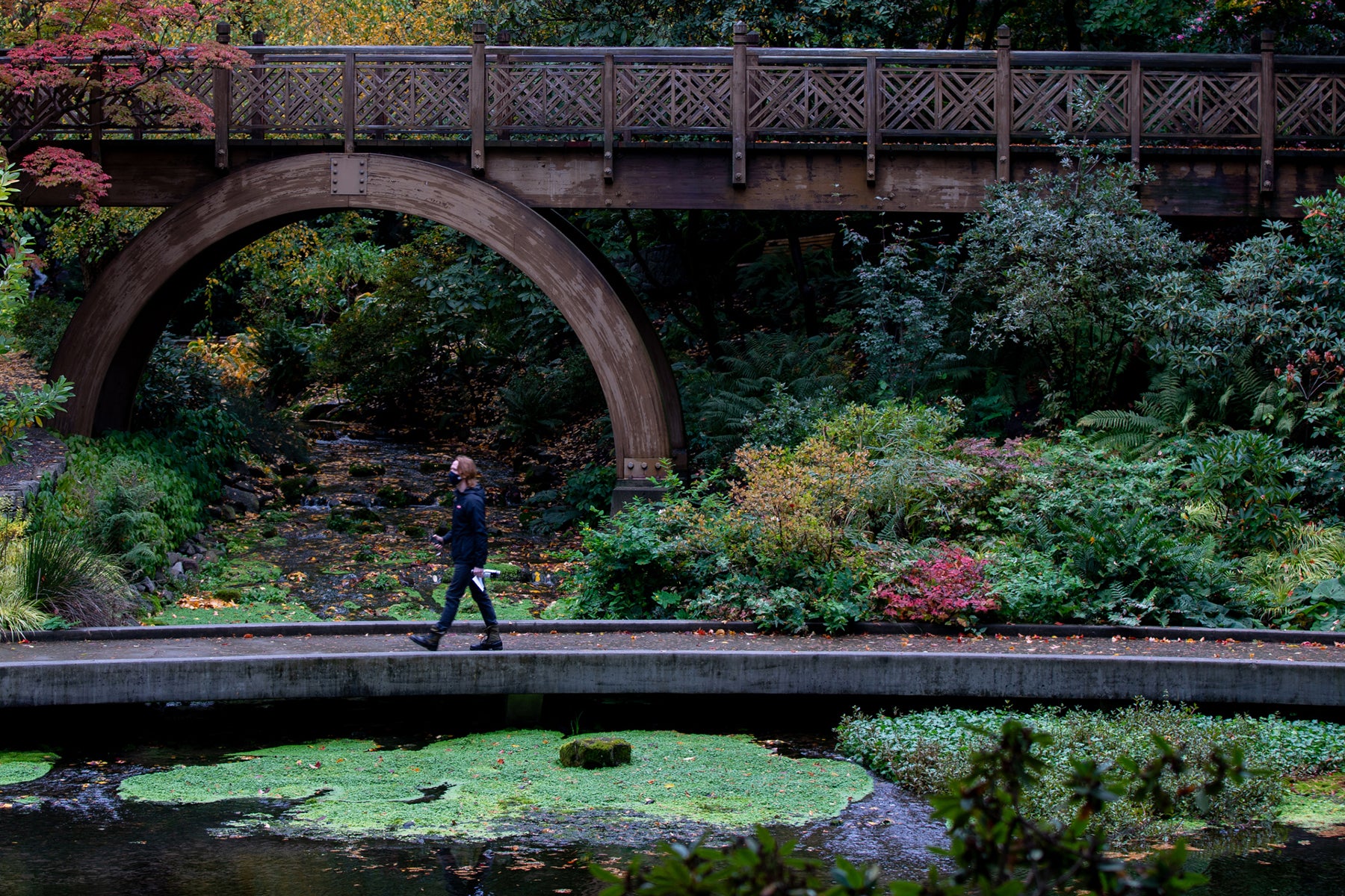 Photo Archives - Crystal Springs Rhododendron Garden Bridge