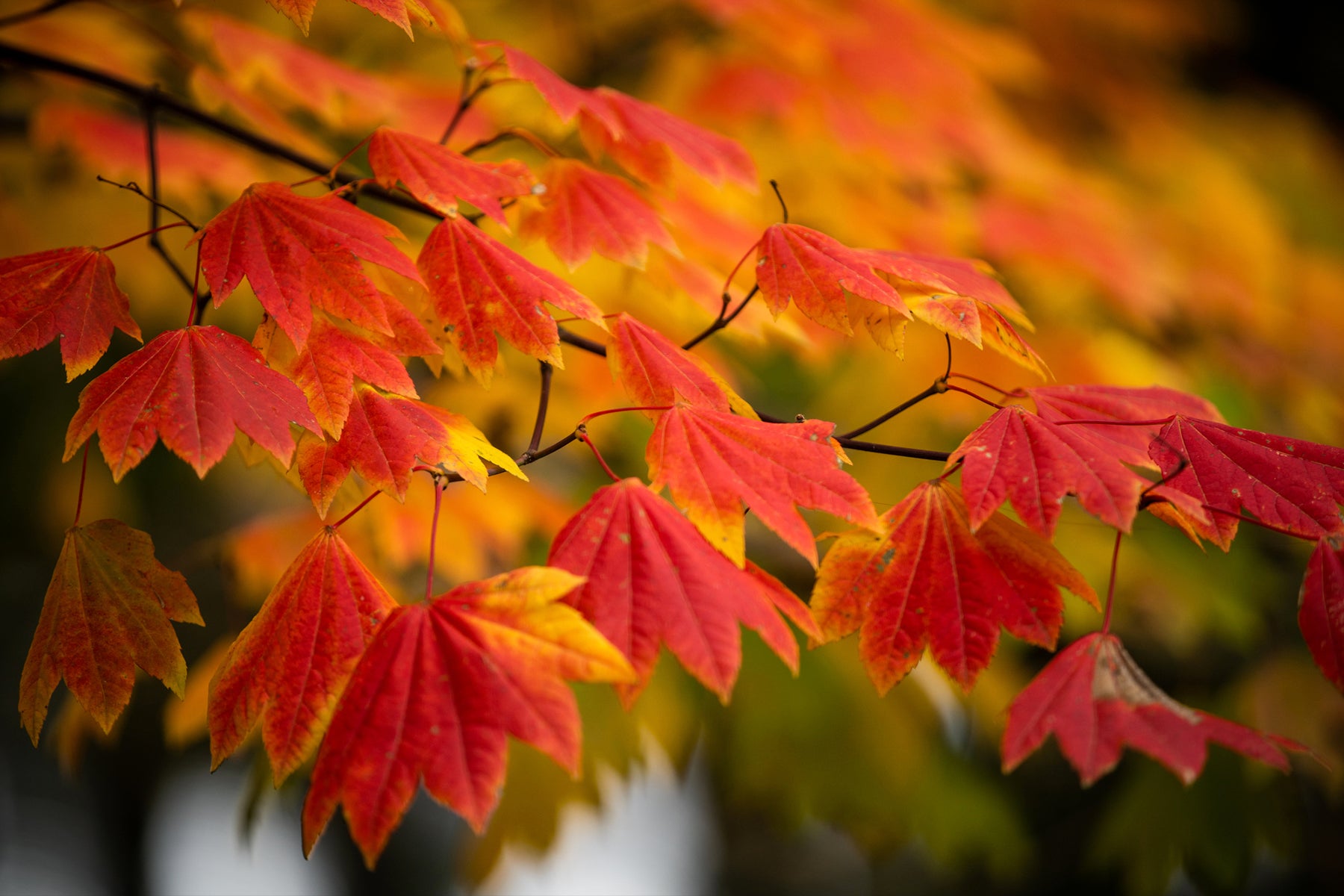 Photo Archives - Crystal Springs Rhododendron Garden Leaves