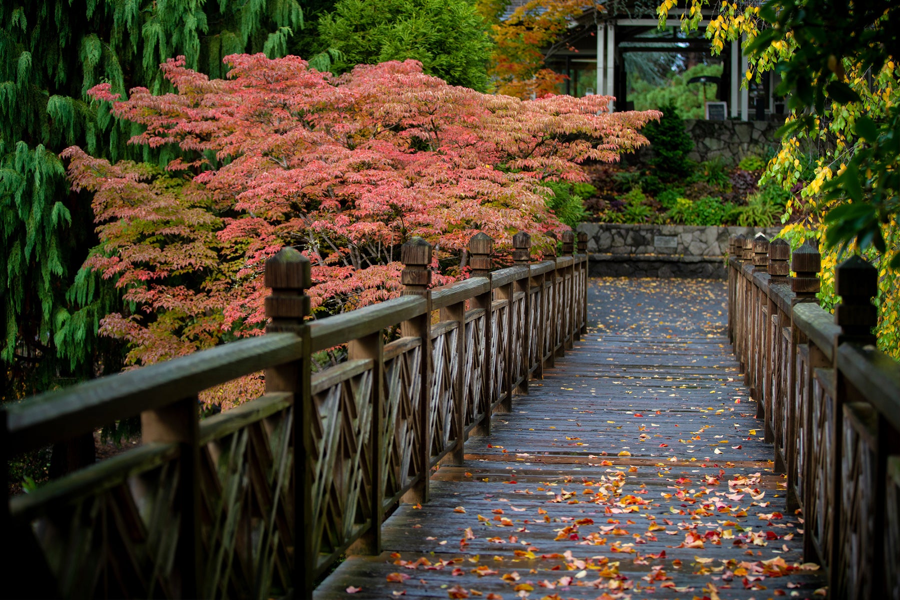 Photo Archives - Crystal Springs Rhododendron Garden Walkway
