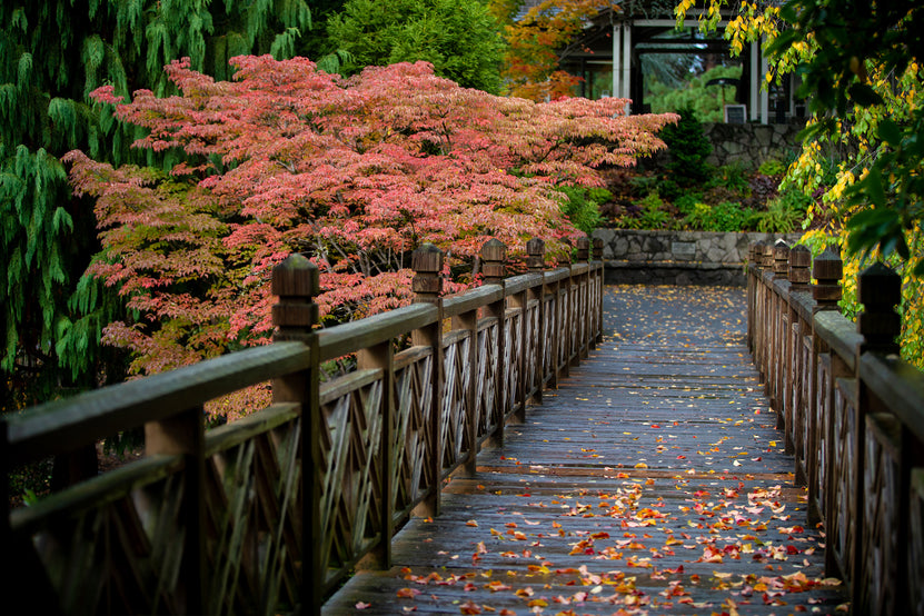 Photo Archives - Crystal Springs Rhododendron Garden Walkway